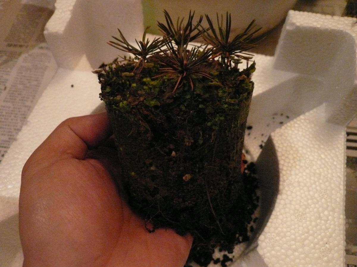 P1110732.JPG