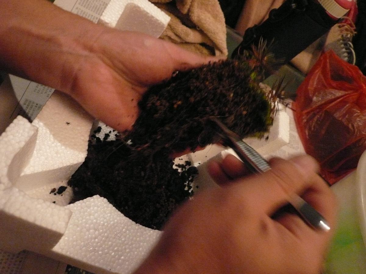 P1110734.JPG