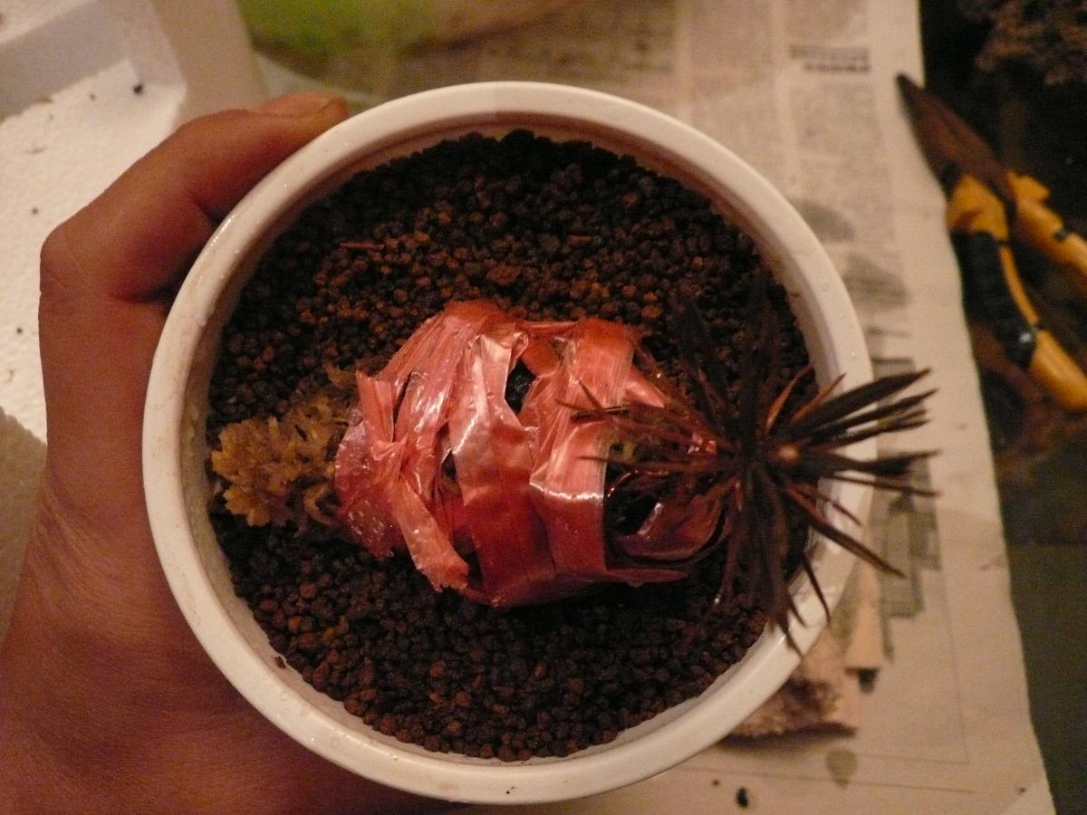 P1110739.JPG