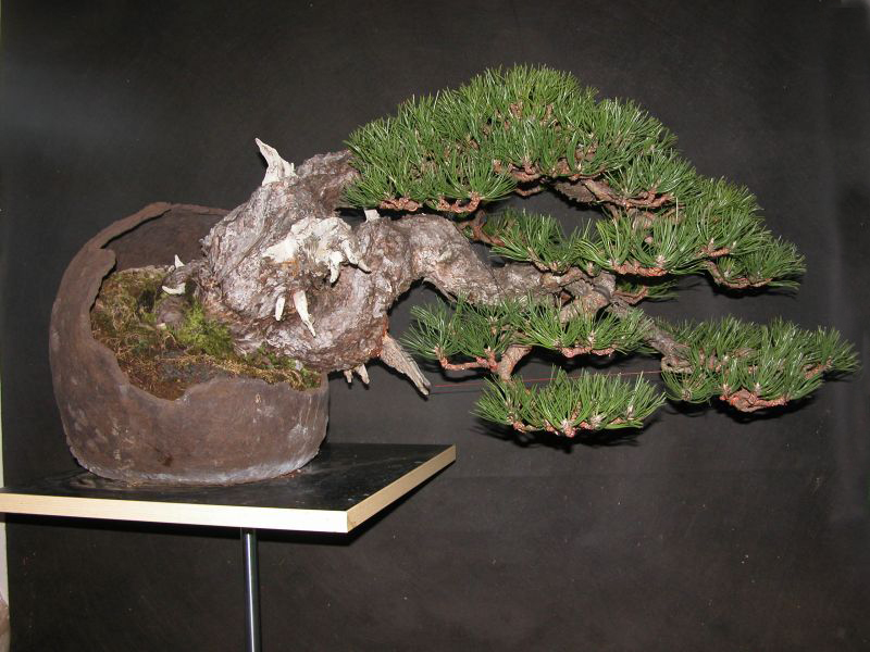 BlackPine09.jpg