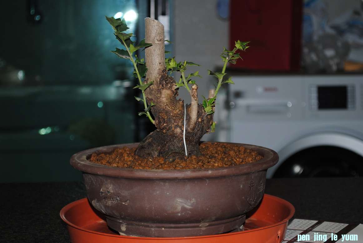 DSC_0071.jpg