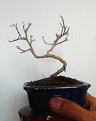20133-1_.jpg