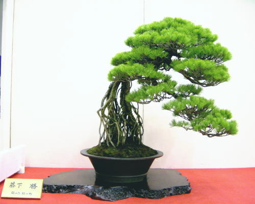 2005-11-4-17kai-goman-11-fujisita-masaru-d.jpg