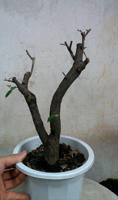 IMG0319123200.jpg
