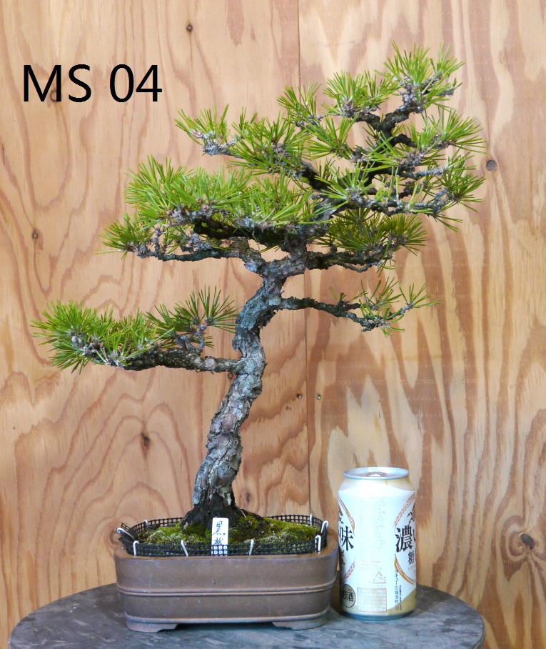 MS04.jpg