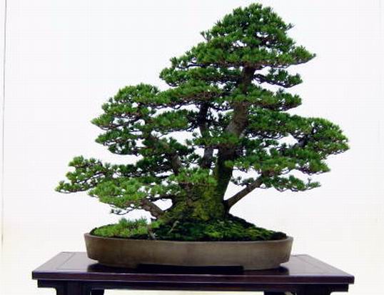 2005-11-4-17kai-goman-6-takahasi-tateo-d.jpg