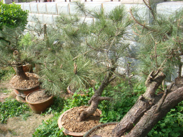 DSC03066.JPG