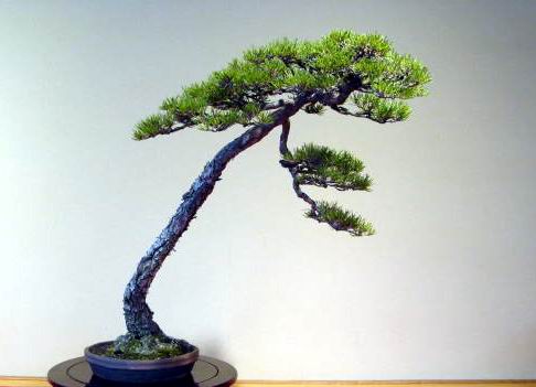 22kai-kihatikai-mirinami-hirosi-dai.jpg