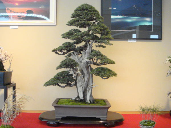 20kai-kihatikai-kasai-takasi-dai.jpg