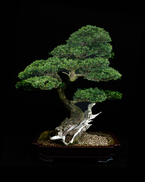 bonsai2_16096.jpg