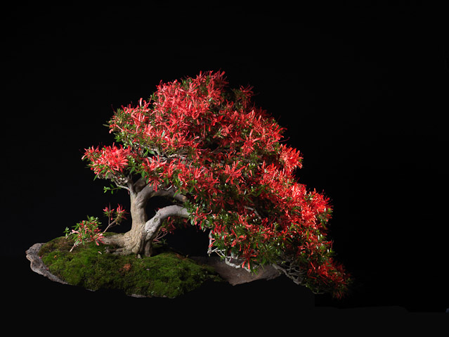 bonsai2_16247.jpg