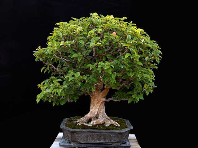 bonsai2_16257.jpg