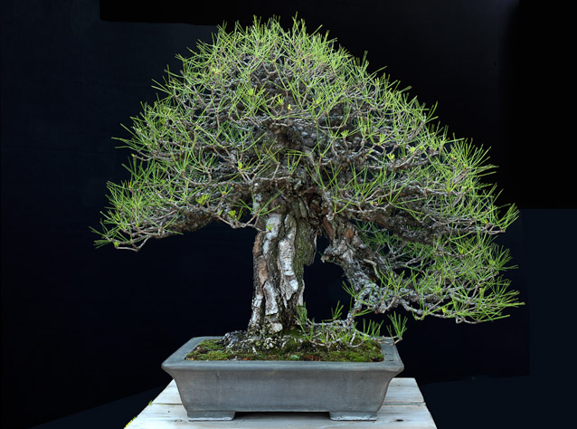 bonsai2_16258.jpg