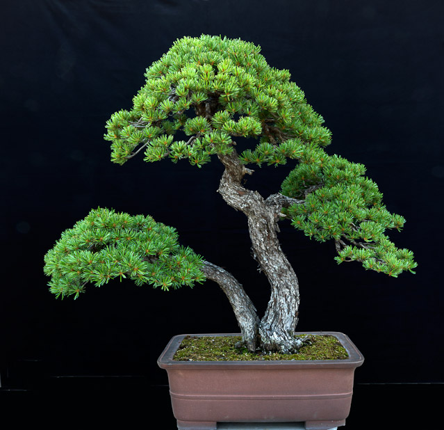 bonsai2_16260.jpg