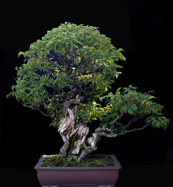 bonsai2_16262.jpg