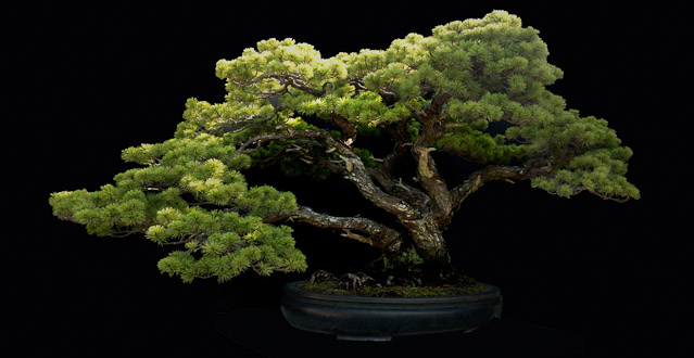 bonsai2_16269.jpg