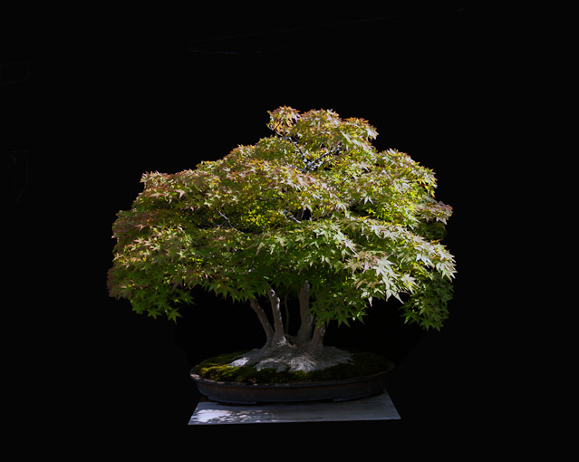 bonsai2_16271.jpg