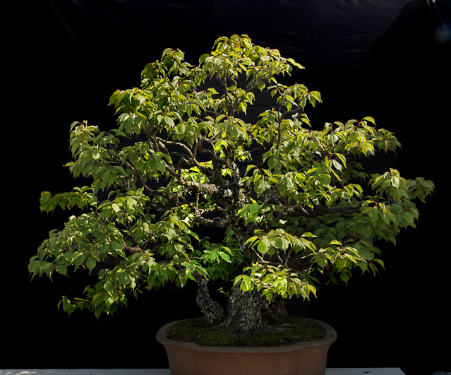 bonsai2_16275.jpg