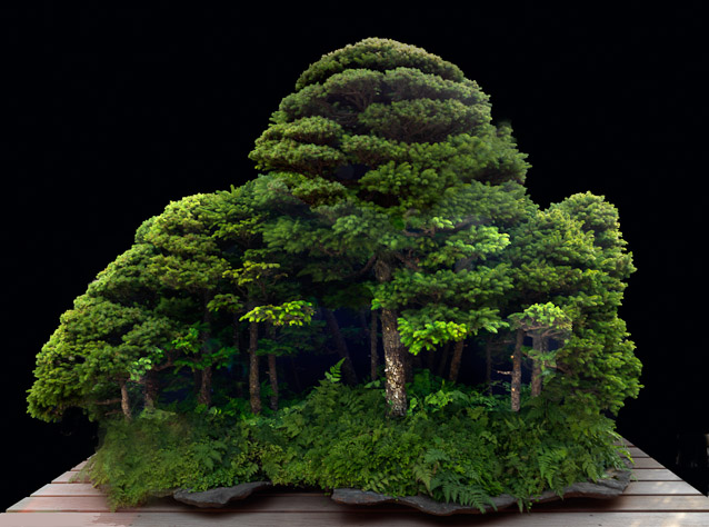 bonsai2_16299.jpg