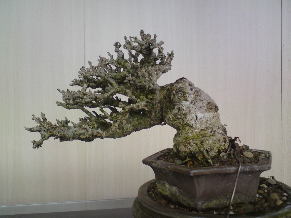 conew_veegpgh8br99hpqq5rxffg.jpg