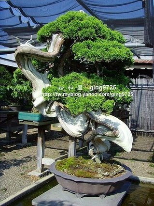 20080825_4500a0efef8b4f3e678fmnfMf0cR7miI.jpg