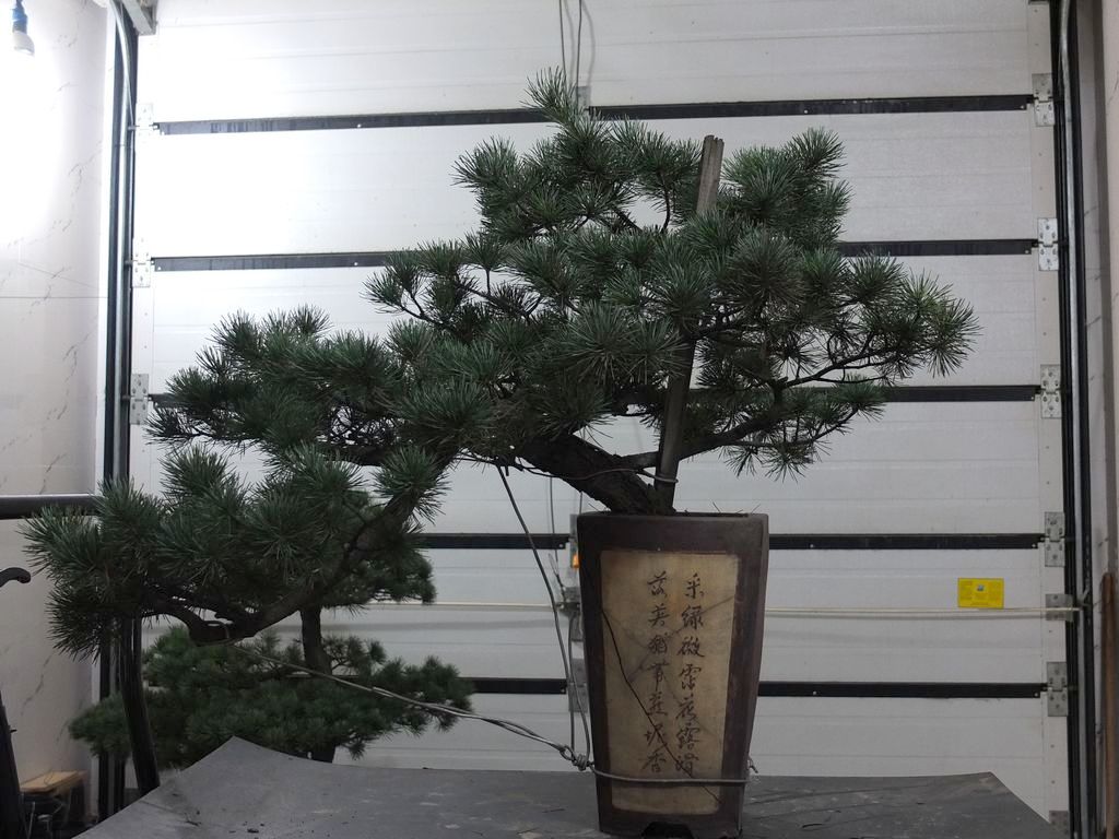 DSCF2558.jpg