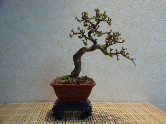 DSC02490.JPG