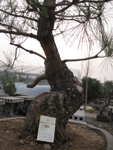 IMG_7452.JPG