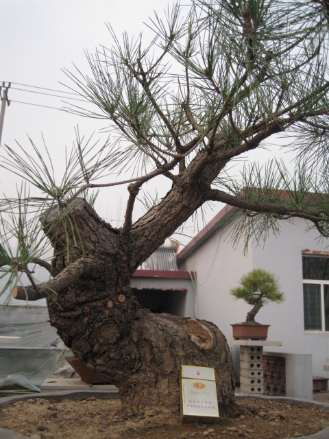 IMG_7453.JPG