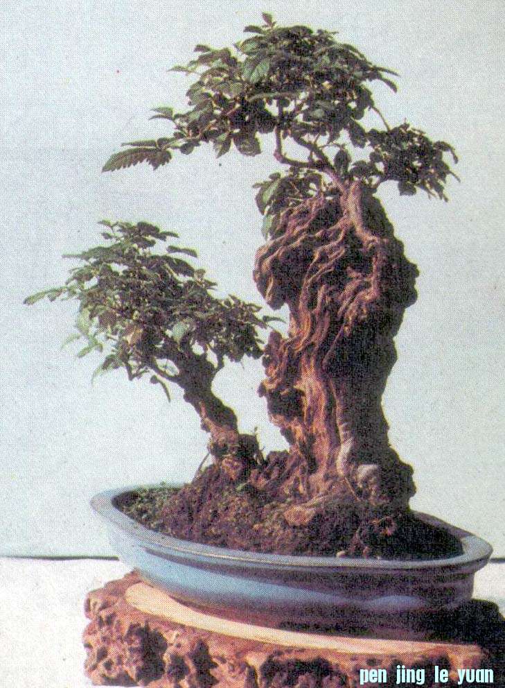 ݥ辰-ŷĵ.jpg