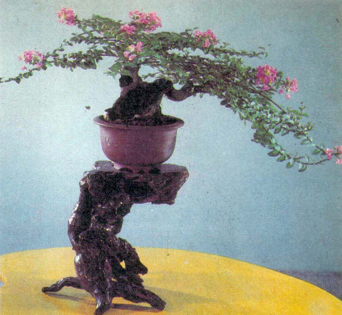 ݥ辰-ޱ.jpg