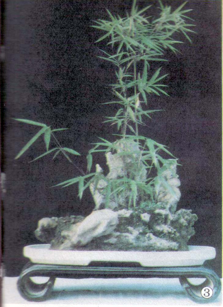 ݥ辰-ʯ辰.jpg