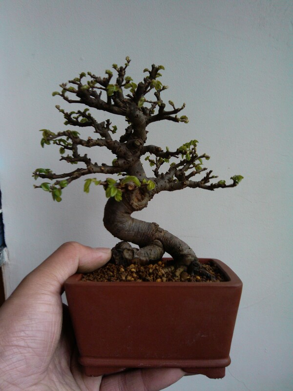 IMG20130327103200.jpg