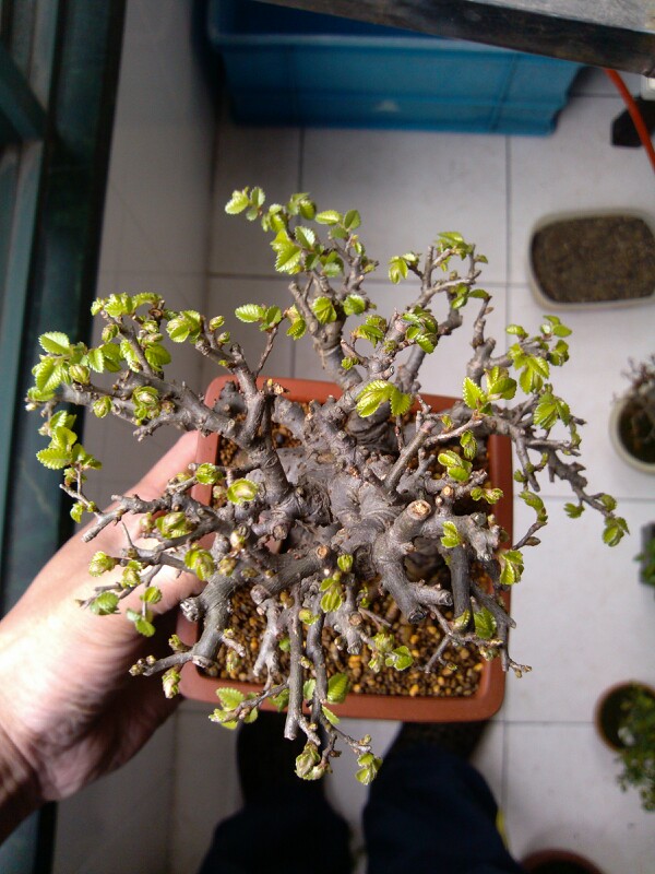 IMG20130327103220.jpg