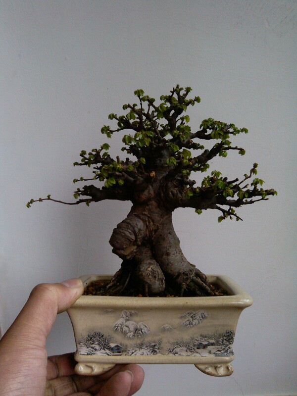 IMG20130327103501.jpg
