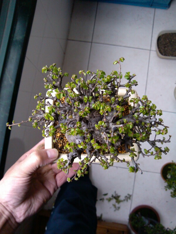 IMG20130327103529.jpg