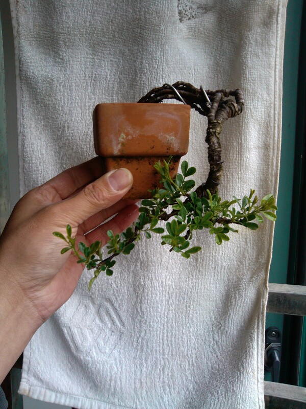 IMG20130327110914.jpg