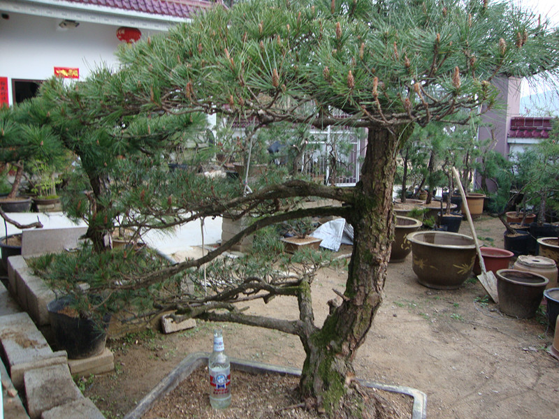 DSC01005_.jpg