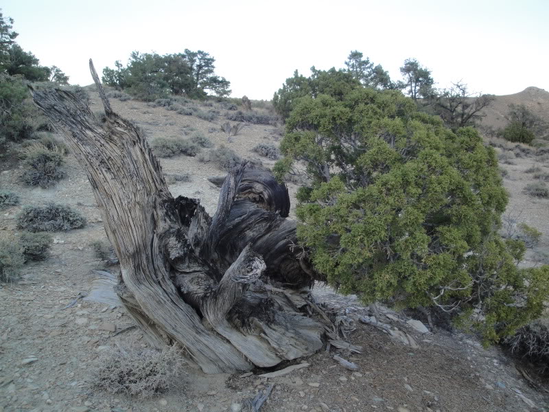 DSC01625-2.jpg