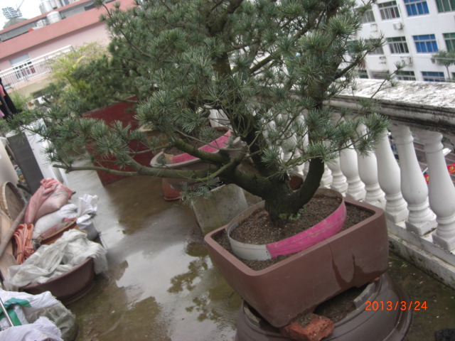 CIMG6342.JPG