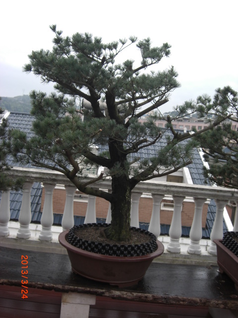 CIMG6384.JPG