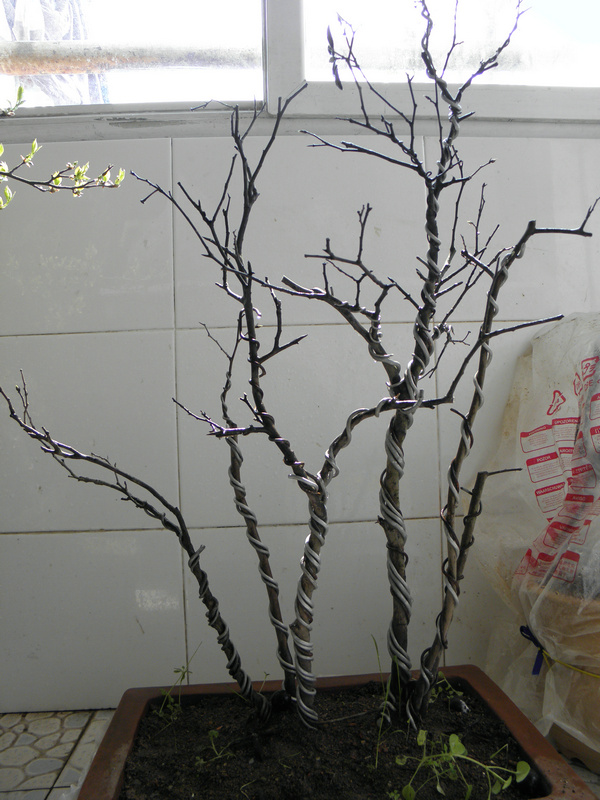 P1010042.JPG