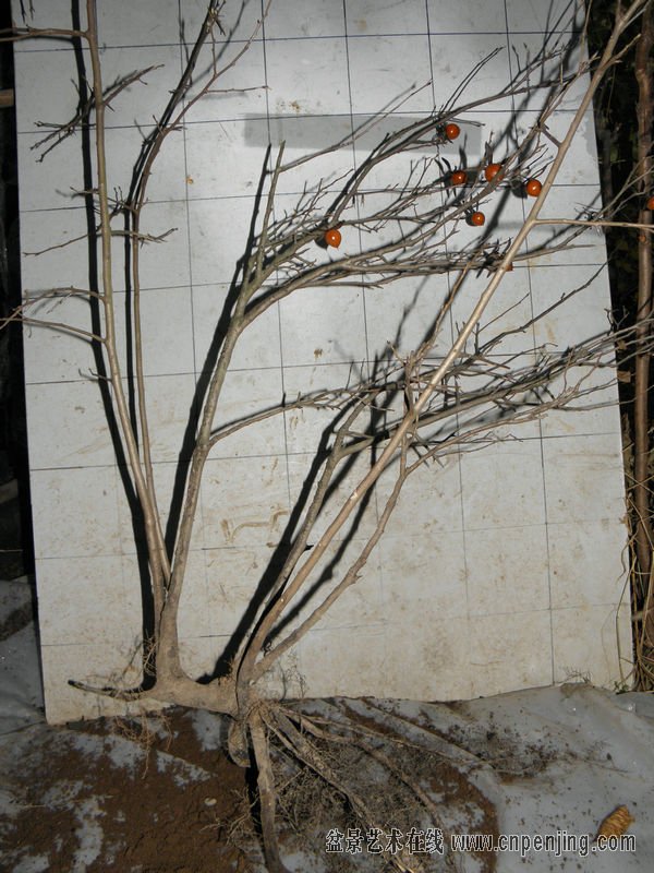 180157hkq787af7f9fh7ho.jpg