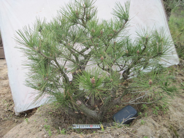 20130325Ժ 008.jpg
