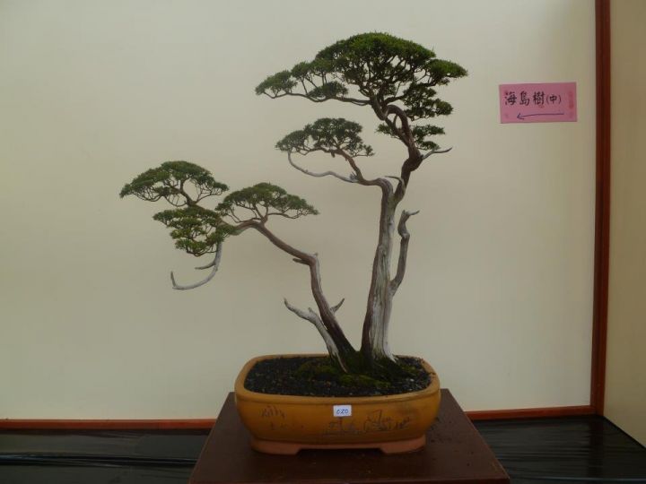 160240axahxwahtzchchqu_jpg_thumb.jpg