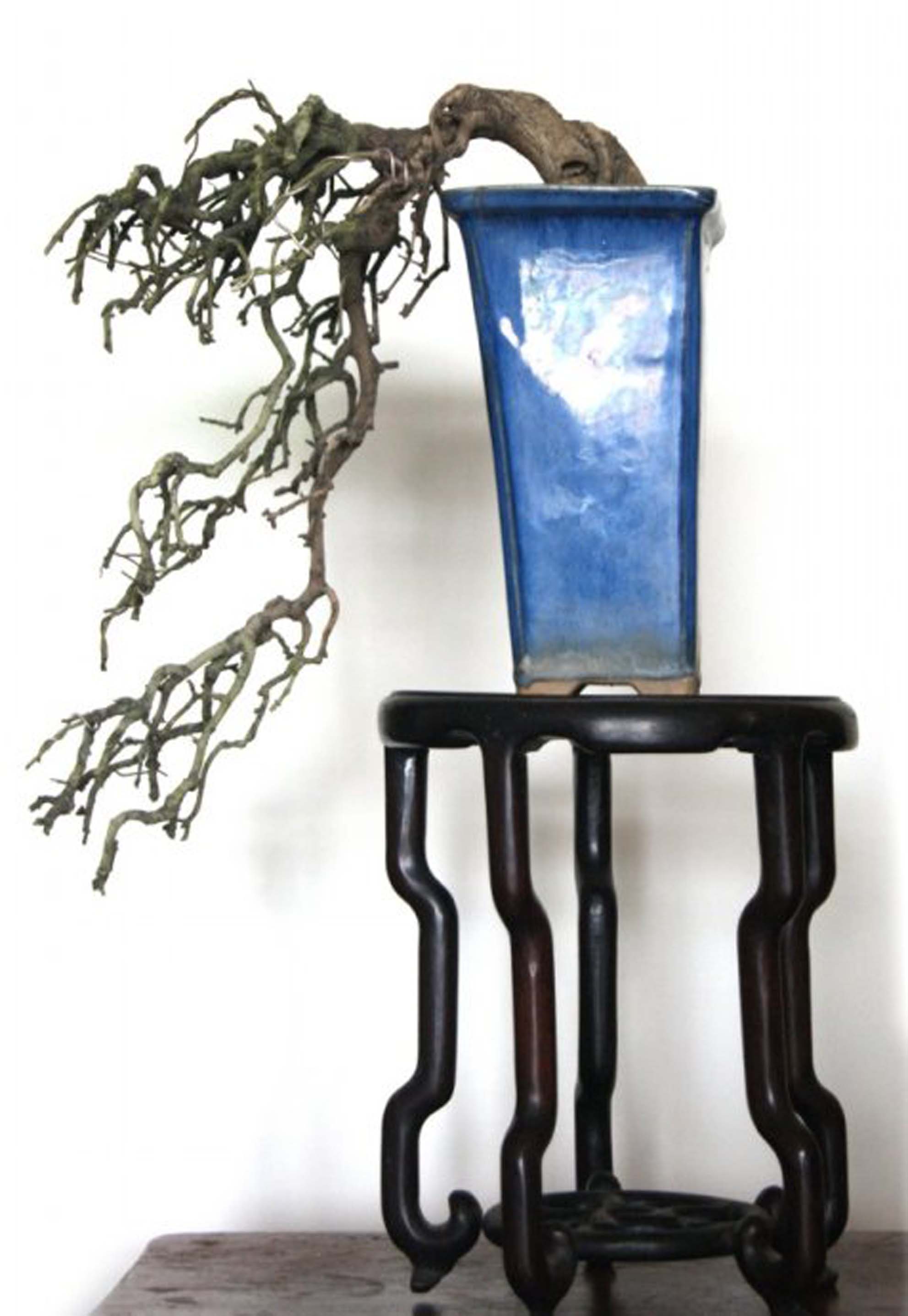 ݥ-辰ʽ֦ͷΪ綯ʽ.jpg