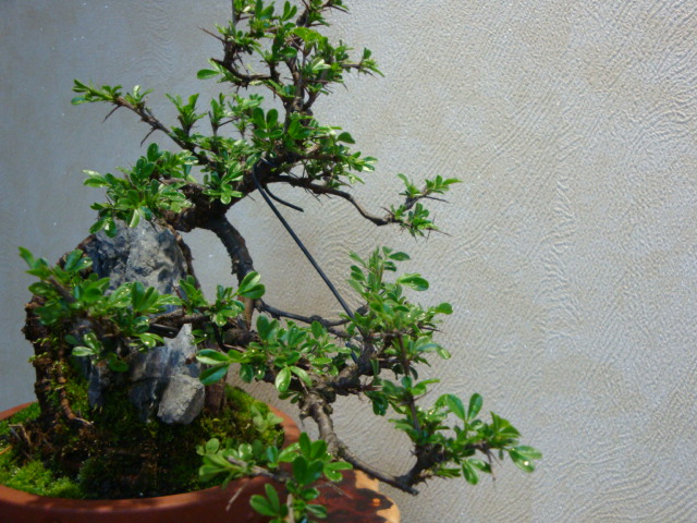 DSC03068.JPG