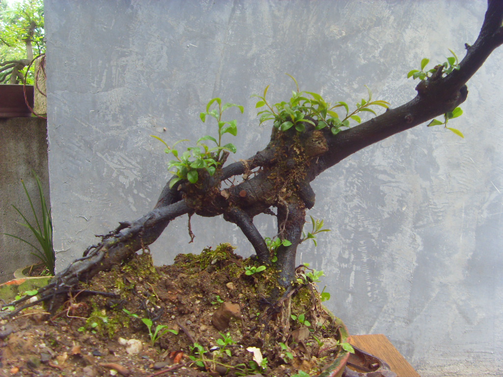 SDC10004.JPG
