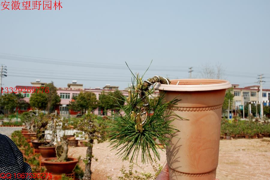 DSC_0606.jpg