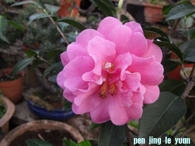 DSCF2514.JPG